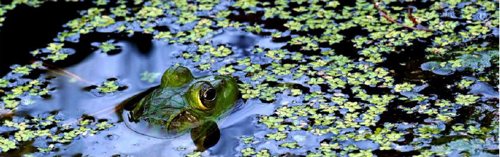 BIODIVERSITY